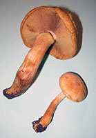 Gymnopilus spectabilis .